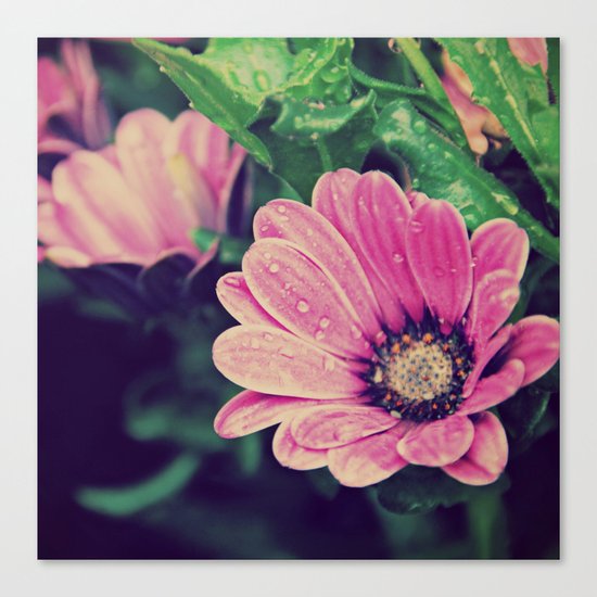 Thaw drops on flower Canvas Print
