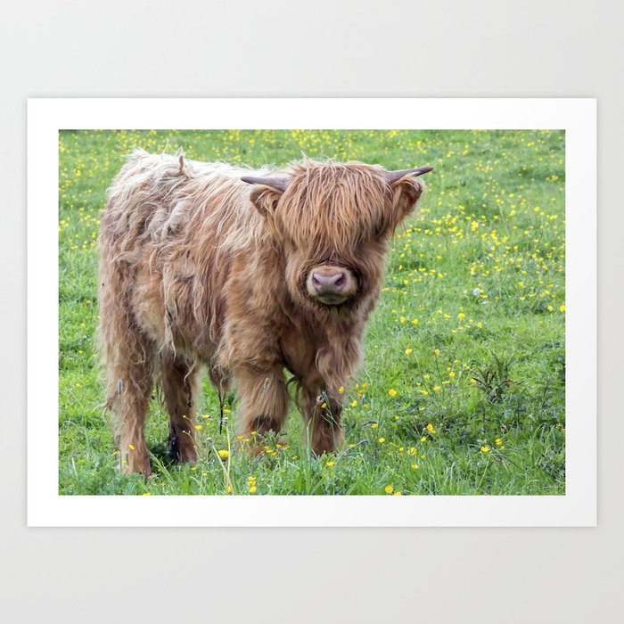 Baby highland cow Art Print