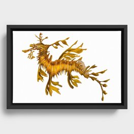 Leafy Sea Dragon Framed Canvas