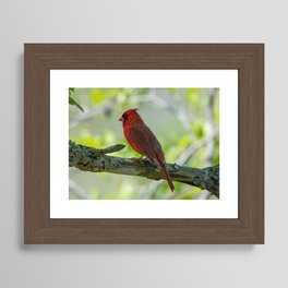 Cardinal Watch Framed Art Print