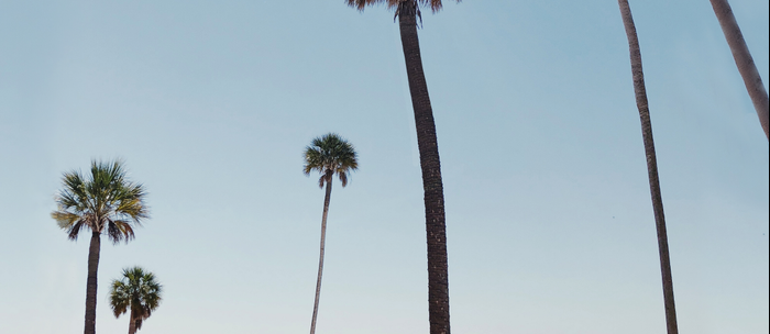 Palm Trees 7 Coffee Mug