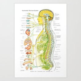 Autonomic Nervous System Poster Chiropractic Medical Chart Art Print