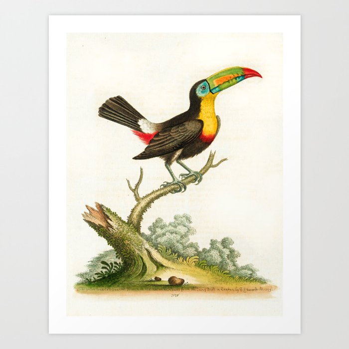 Yellow-breasted toucan by George Edwards, 1761 (benefiting The Nature Conservancy) Art Print
