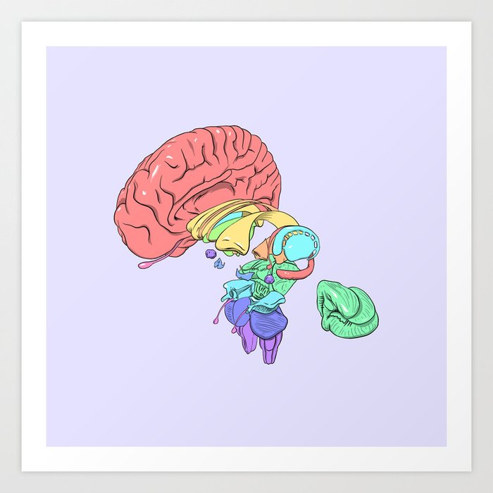 Exploded Anatomical Brain Art Print
