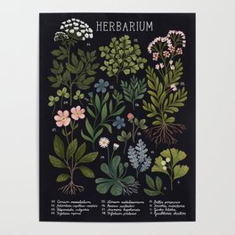 Herbarium ~ vintage inspired botanical art print ~ black Poster