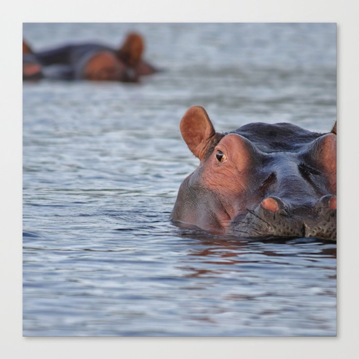 South Africa Photography - Two Hippos Swimming In A Lake Canvas Print