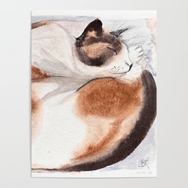Curled Up Pure Siamese Cat Poster