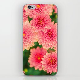 Pink Chrysanthemums 2 iPhone Skin