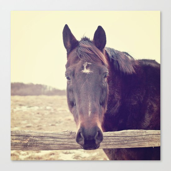 Hello Horse Canvas Print