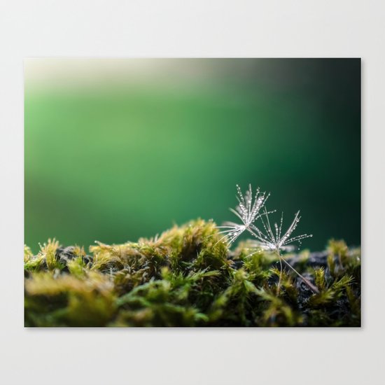 Dandelion Moist Canvas Print