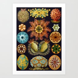 Ernst Haeckel Sea Squirts Ascidiae Black Background Art Print