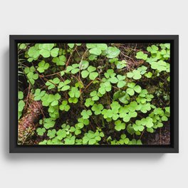 Clover Framed Canvas