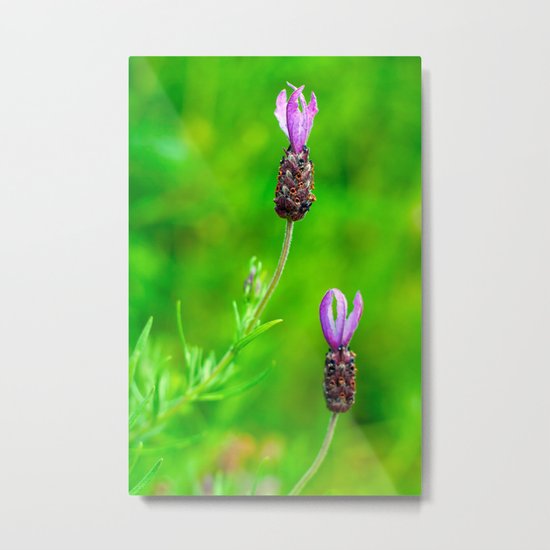 Lavender Two Flowers Metal Print