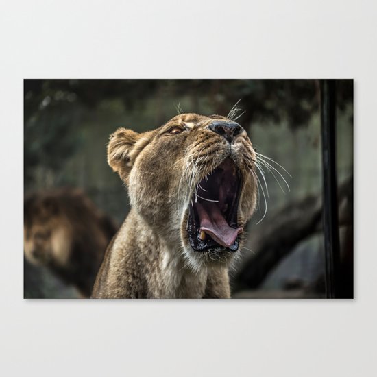 Lion king Canvas Print