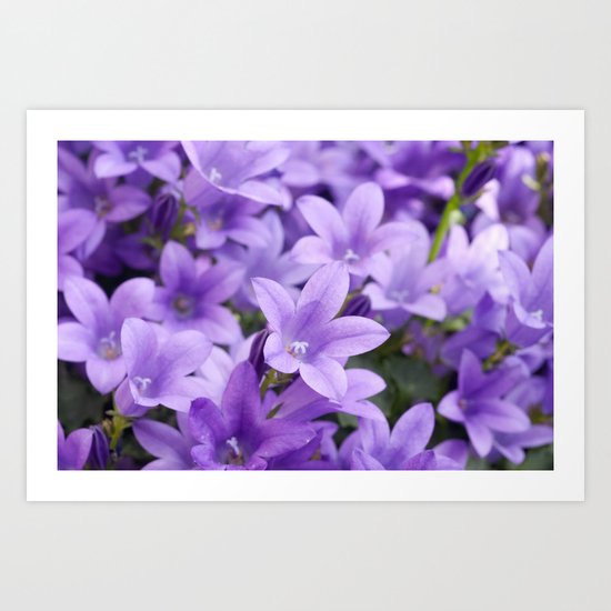 DREAMY - Purple flowers - Bellflower in the sun #1 Art Print