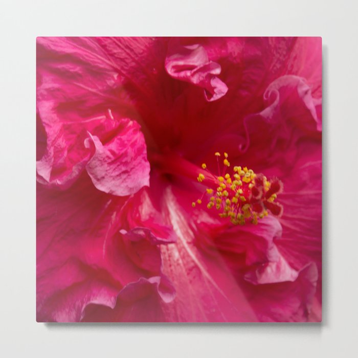 Big Pink Hibiscus Flower The Xandri Collection Metal Print