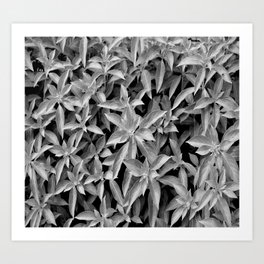 Black and White Tropical Plant Art Print