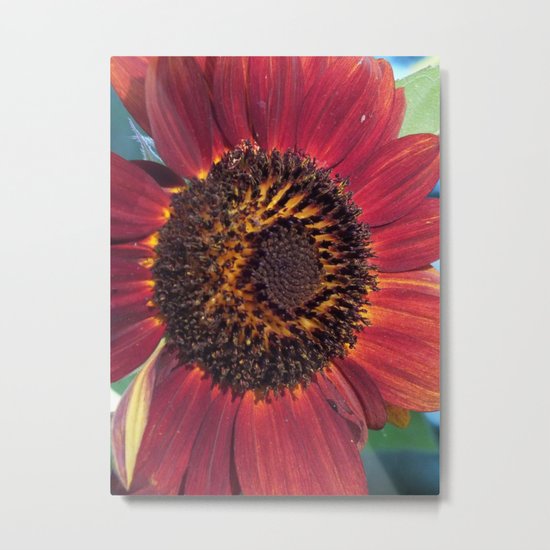 The Red Sunflower Metal Print