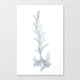 White Sage Canvas Print