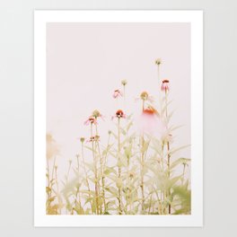 Flower Photography - Echinacea Flowers - Minimal Pink Foral - Nature photography by Ingrid Beddoes Art Print