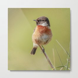 Stonechat Metal Print | Avian, Beautiful, Birds, Eye, Bird, Legs, Perched, Male, Feathers, Nature 