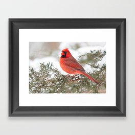 Regal Cardinal Framed Art Print