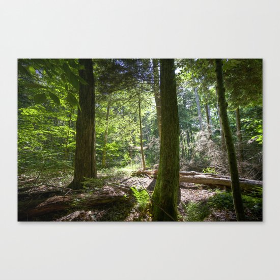 Trees Canvas Print