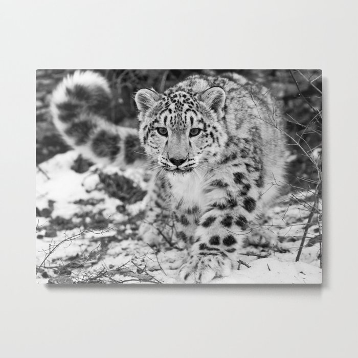 Snow Leopard Black and White Metal Print
