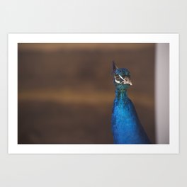 A Peacock Standing Out Art Print