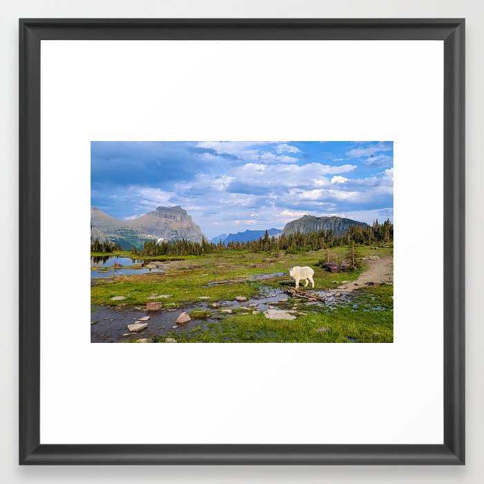 Mountain Goat in Glacier National Park Framed Art Print