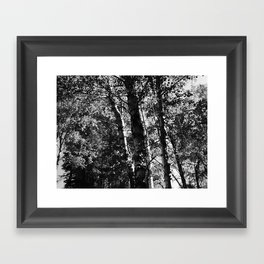 Spring Birch Trees in Black and White Framed Art Print