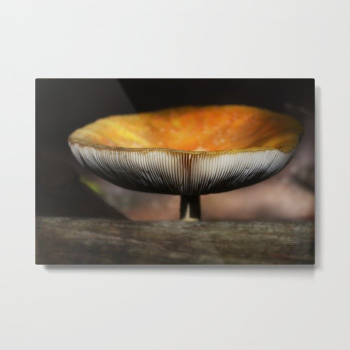Mushroom Study 1 Metal Print