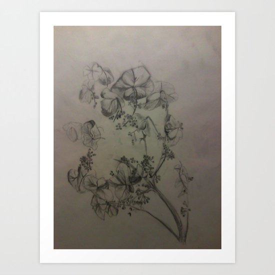 hydrangea Art Print