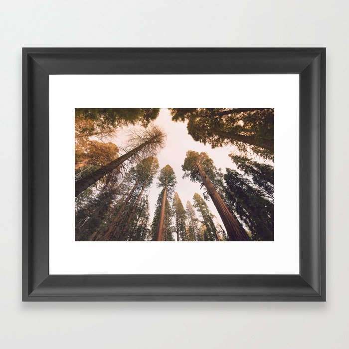 Sequoia Sunset Framed Art Print
