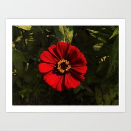 Red Contrast Art Print | Coolpix, Beauty, Hdr, Green, Outdoors, Digital, Digital Manipulation, Color, Wallhanging, Red 