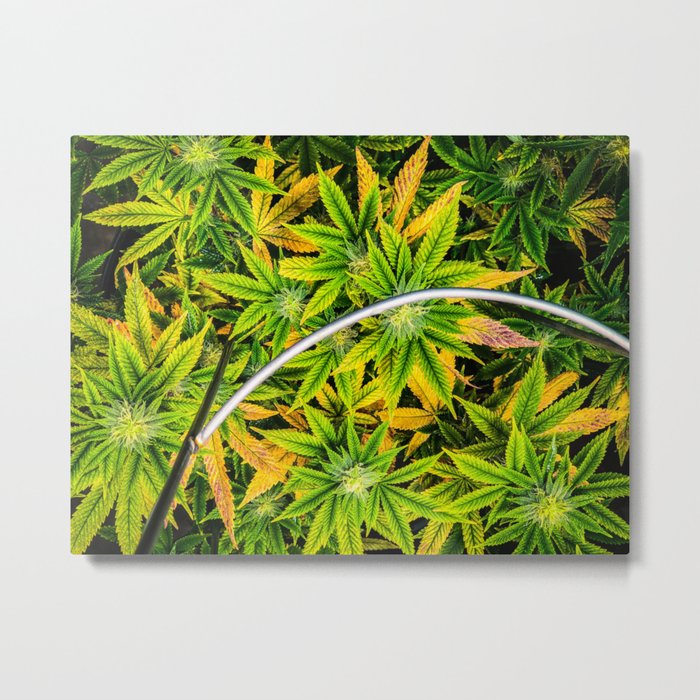 Bright Cannabis Group Metal Print