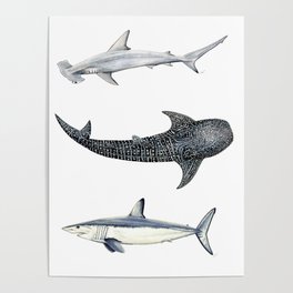 Hammerhead shark, whale shark and mako shark: Shark trio Poster