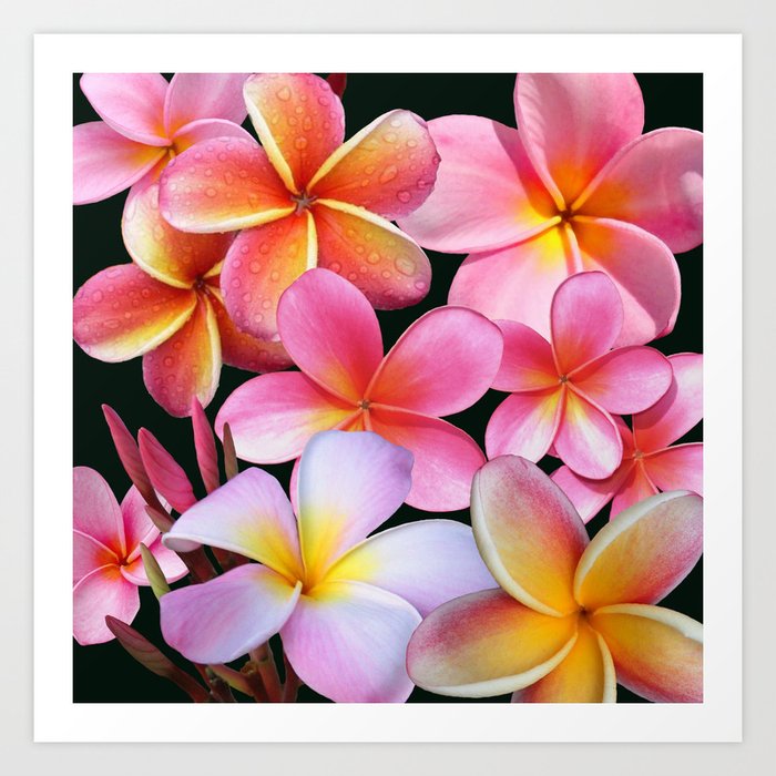 Pink Plumerias Art Print