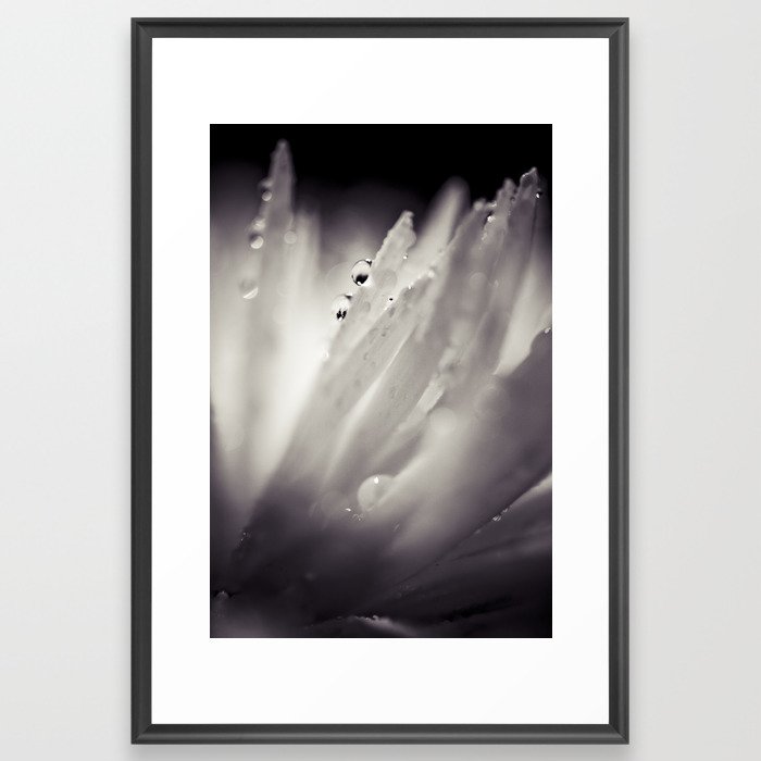 drops on petals Framed Art Print