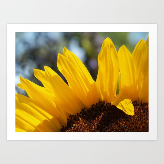 sunflower Art Print