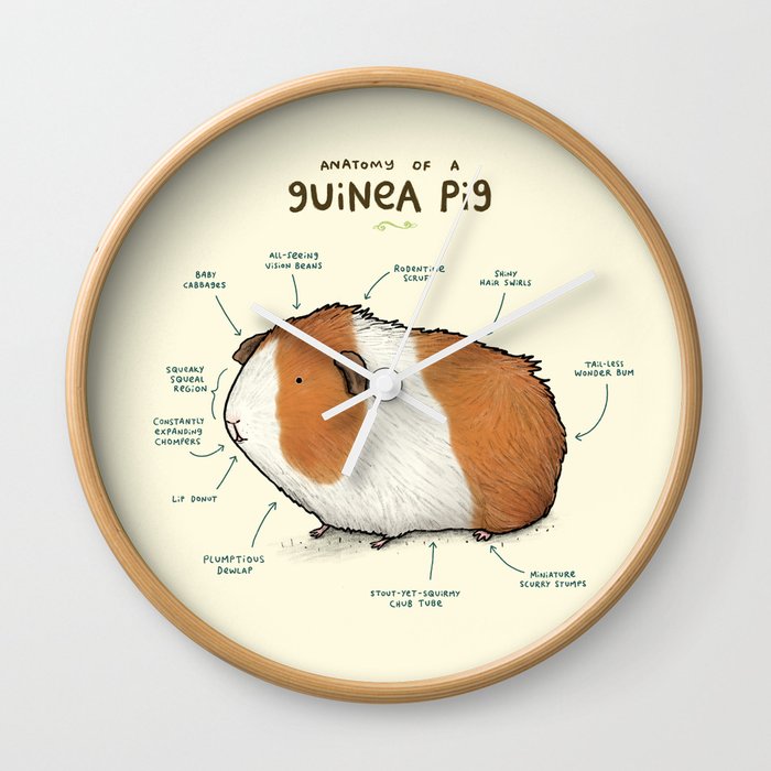 Anatomy of a Guinea Pig Wall Clock