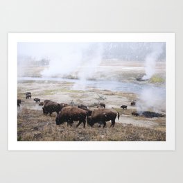 Bison in the Snow / Yellowstone National Park Art Print