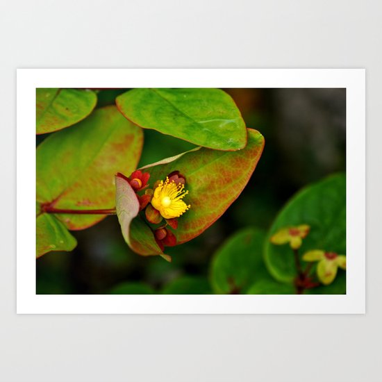 Blossom Revealed Art Print