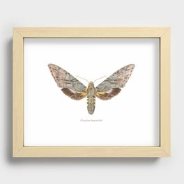 Duponchel's Sphinx Recessed Framed Print