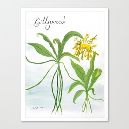 Gillyweed Botanical Art Canvas Print