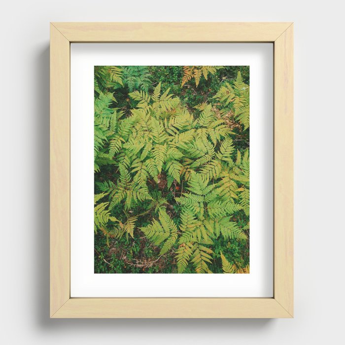 Field of Ferns  Recessed Framed Print