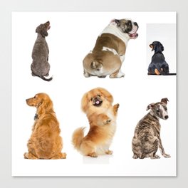Dogs Cute little hips Canvas Print
