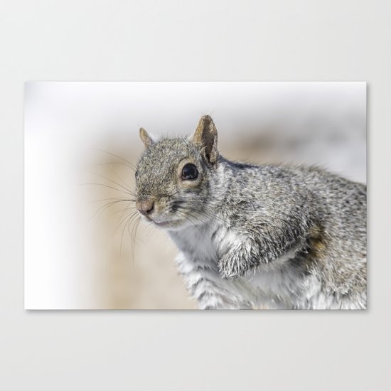 Wet paw Squirrel Canvas Print