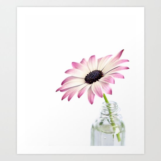 Delicate Single Pink Daisy Flower Art Print