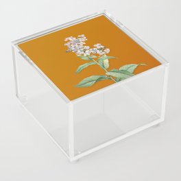 Vintage White Gillyflower Bloom Botanical Illustration on Bright Orange Acrylic Box